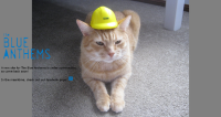 Construction Cat